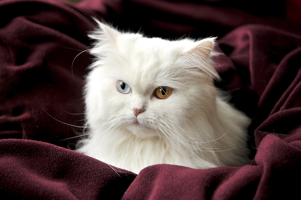 Pet Photography in Rugby